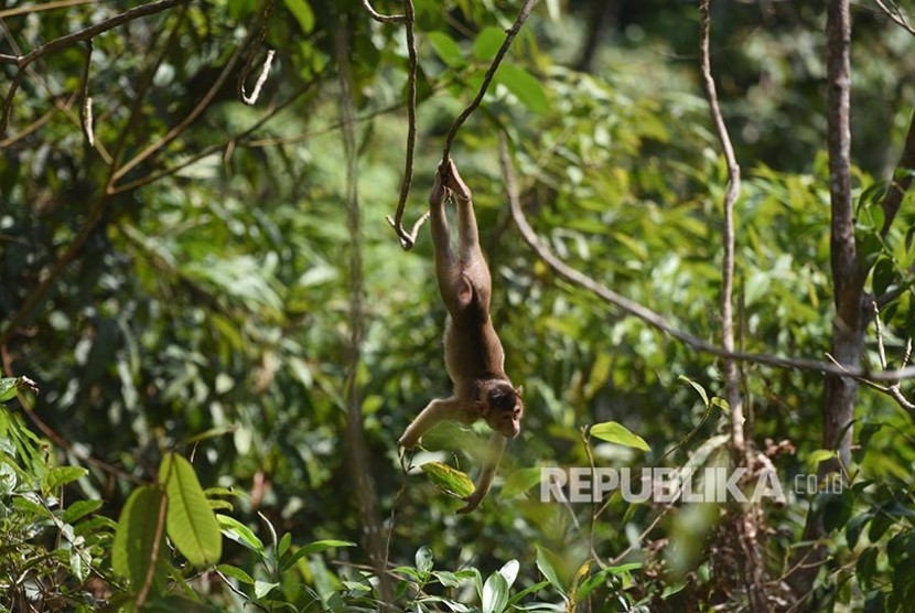 Monyet liar hutan bergelantungan di kawasan ibu kota negara baru, Kecamatan Samboja, Kutai Kartanegara, Kalimantan Timur