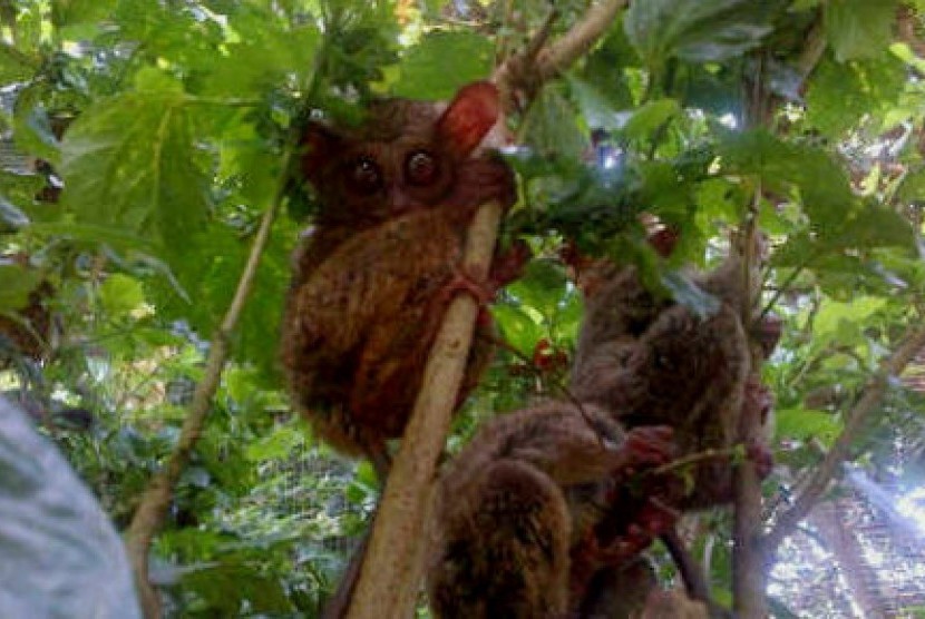 Monyet Tarsius di Taman Nasional Tongkoko, Bitung.