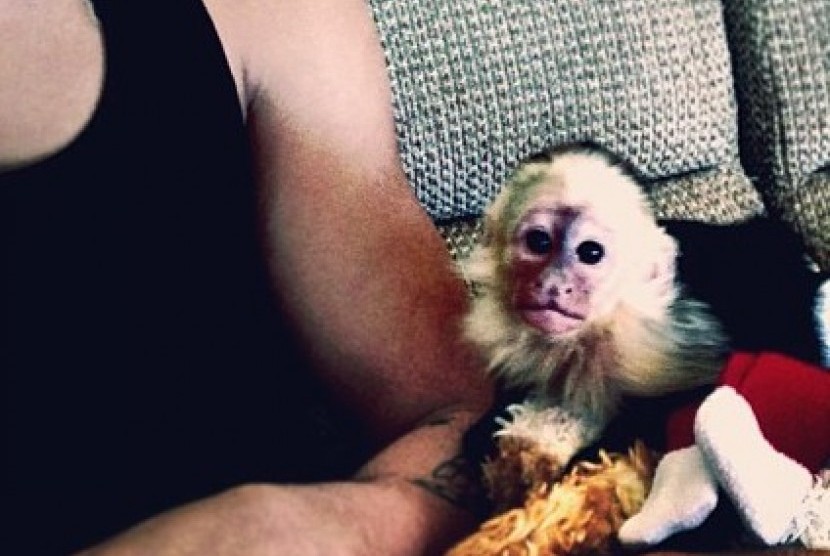 Monyet yang pernah dipelihara Justin Bieber