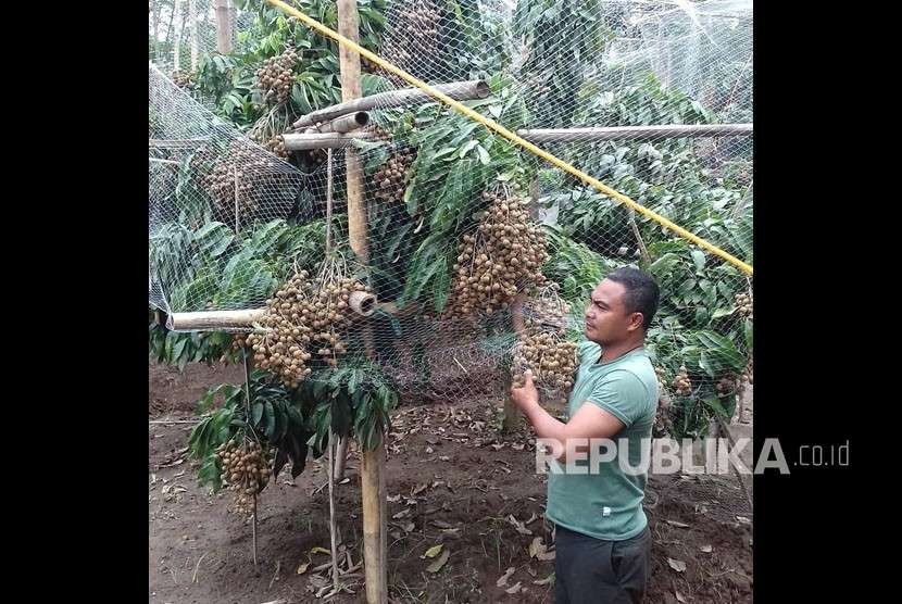 Mugiyanto, anggota TNI yang juga petani lengkeng dari sewa lahan Bumdes Graha Mandala, Desa Borobudur, Jawa Tengah.
