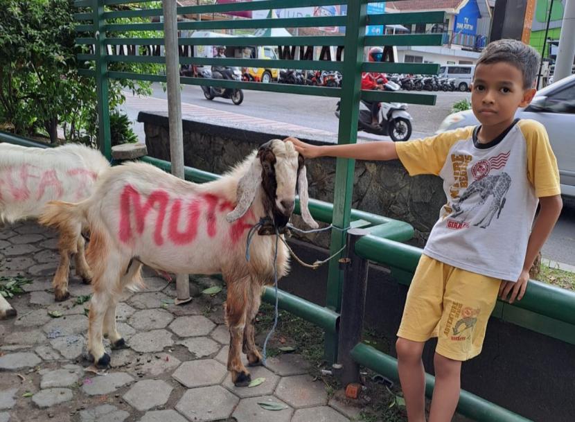 Muhammad Izzuddin, bocah kelas 4 Sekolah Dasar (SD) menabung dari kelas 1 untuk membeli kambing kurban di Malang.