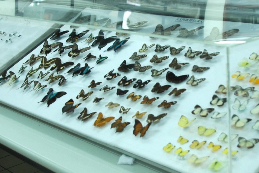 Museum serangga di IPB Dramaga Bogor