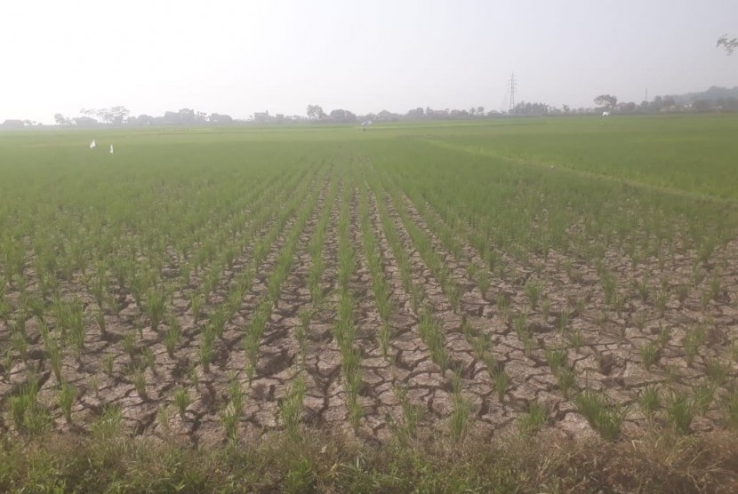 Musim kemarau yang berdampak kekeringan menyebabkan aliran air di irigasi tidak sampai ke lahan-lahan sawah di Kampung Kawung Sari, Kelurahan Marga Mekar, Kecamatan Baleendah, Kabupaten Bandung, Ahad (7/7). 