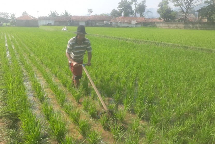 Musim kemarau yang berdampak kekeringan menyebabkan aliran air di irigasi tidak sampai ke lahan-lahan sawah di Kampung Kawung Sari, Kelurahan Marga Mekar, Kecamatan Baleendah, Kabupaten Bandung, Ahad (7/7).