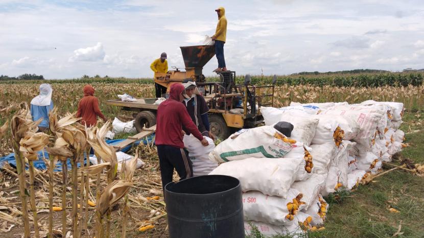 Mustahik kelompok Koperasi Yufeed Berkah Mulia Lampung Tengah berhasil menerapkan integrated farming.