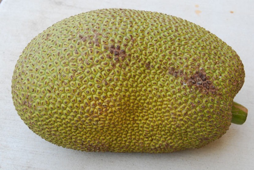 Nangka