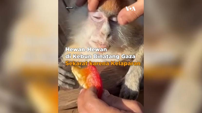 Nasib kebun binatang di Gaza, Palestina