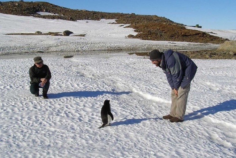 Near the coast in Antarctica, December looks fairly temperate. (File photo)