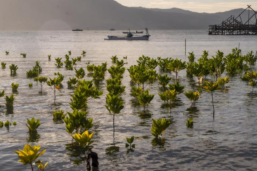 Badan Nasional Penanggulangan Bencana (BNPB) mengajak berbagai pihak untuk menanam mangrove. Ini dalam rangka mitigasi dengan vegetasi menghadapi ancaman bahaya tsunami. (ilustrasi).