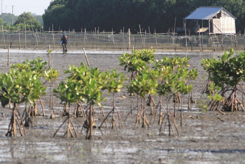 Nelayan beraktivitas di kawasan hutan mangrove di pesisir tiris, Pasekan, Indramayu, Jawa Barat, Selasa (19/2/2019). 