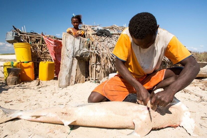Nelayan di Madagaskar bergantung pada hiu untuk bertahan hidup.