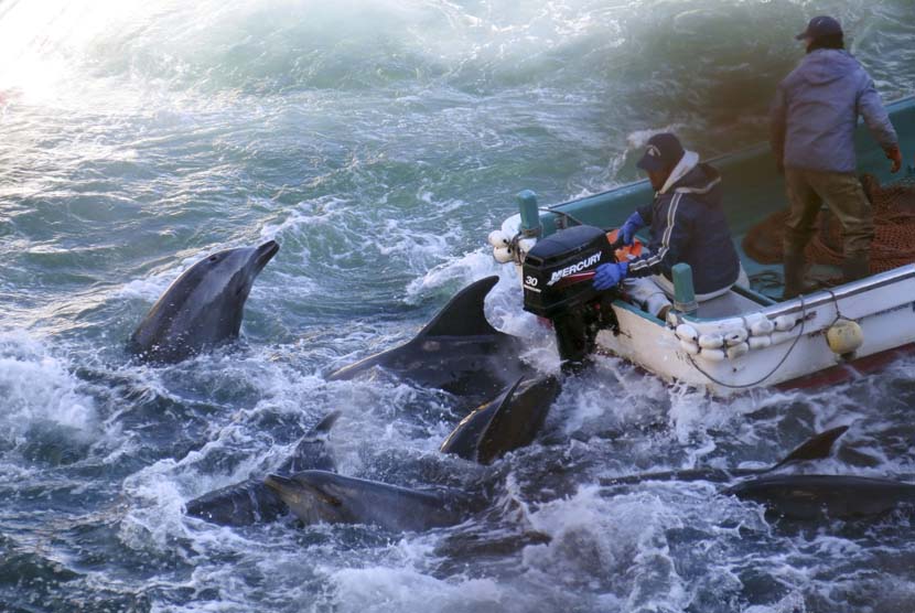   Nelayan Jepang berburu lumba-lumba di Taiji, Selasa (21/1).