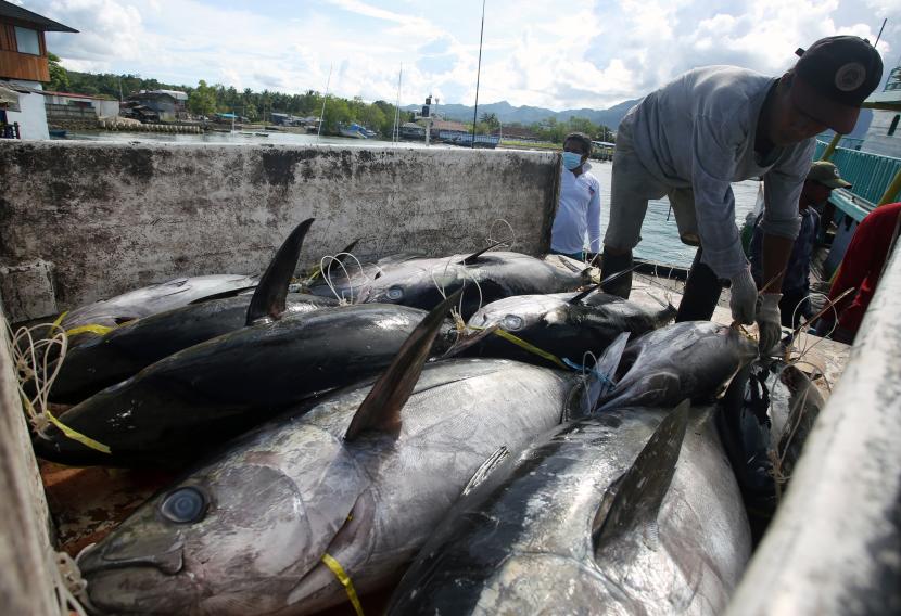 Nelayan melakukan bongkar muat ikan tuna hasil tangkapannya untuk dijual ke PT Peduli Laut Maluku di Kota Ambon, Provinsi Maluku, Jumat (13/5/2022).