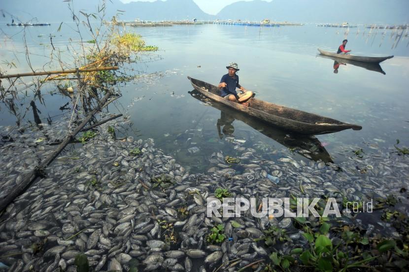 Nelayan melihat ikan yang mati di tepi Danau Maninjau. 