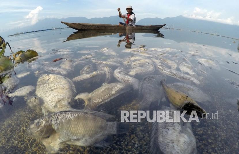 Nelayan melihat ikan yang mati di tepi Danau Maninjau, Nagari Bayur, Kabupaten Agam, Sumatra Barat, Jumat (5/2/2021). Hingga Senin (20/12), sudah 912 ton ikan keramba jaring apung di Danau Maninjau mati mendadak akibat angin kencang.