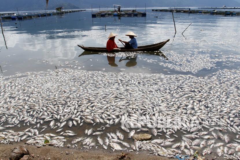 Nelayan melintas di dekat ribuan ikan karamba jaring apung yang mati di Danau Maninjau, Kabupaten Agam, Sumatera Barat, Kamis (29/4/2021). Matinya ikan karamba jaring apung tersebut disebabkan kurangnya kadar oksigen di dasar danau dan cuaca buruk yang melanda daerah tersebut.