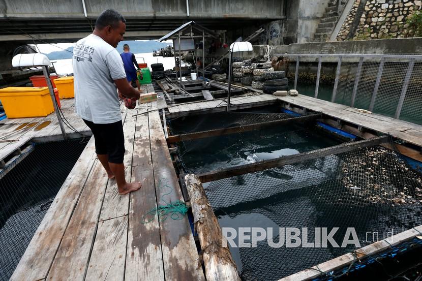 Nelayan memberi pakan budidaya lobster dan ikan di keramba apung di Ulee Lheu, Banda Aceh, Aceh, Sabtu (11/7/2020). Kementerian Kelautan dan Perikanan (KKP) memberikan pinjaman lunak dengan bunga rendah melalui Badan Layanan Umum Pengelola Modal Usaha Kelautan dan Perikanan (LPMUKP) sebagai upaya mendukung budidaya lobster dengan model keramba dasar. 