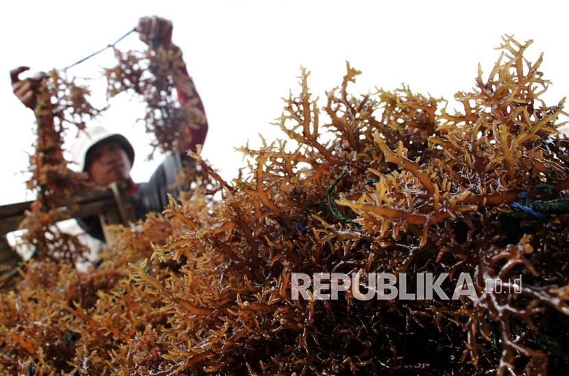 Nelayan membersihkan hasil panen rumput laut (ilustrasi). Kepala Dinas Kelautan dan Perikanan Provinsi Kepulauan Riau (DKP Kepri) Tengku Said Arif Fadillah mendorong warga pesisir, khususnya yang bekerja sebagai nelayan untuk mengembangkan budi daya rumput laut.