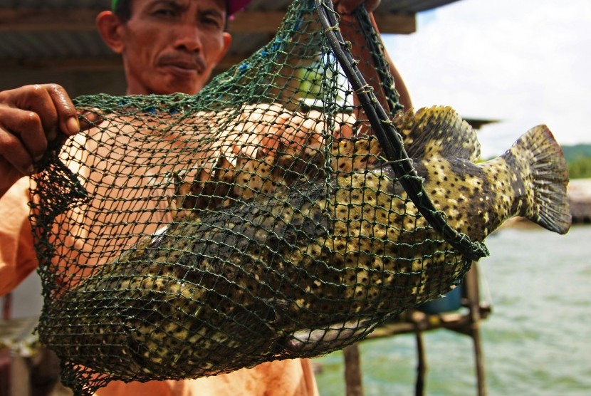 Nelayan memperlihatkan ikan hasil keramba 