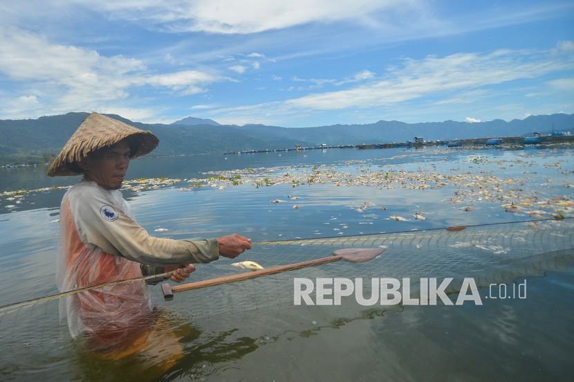 Nelayan menarik jala di antara ikan mati pada keramba jaring apung (KJA) di Danau Maninjau, Nagari Duo Koto, Kabupaten Agam, Sumatera Barat, Sabtu (19/2/2022). Dinas Perikanan dan Ketahanan Pangan Agam mencatat sedikitnya 130 ton ikan KJA mati sejak sepekan terakhir setelah curah hujan disertai angin kencang melanda daerah itu sehingga kerugian mencapai Rp2,6 miliar.