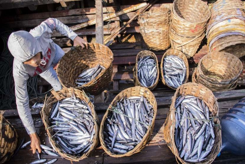 Nelayan menata ikan jenis tongkol 