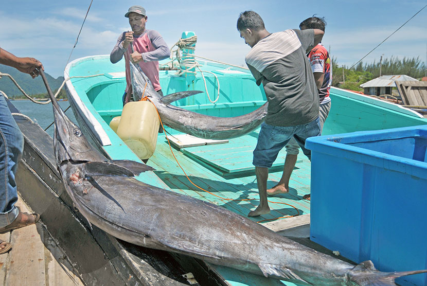 Nelayan mengangkut ikan jenis Black Marlin (Makaira indica).
