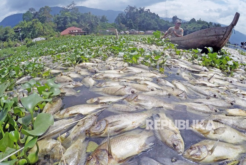 Nelayan mengayuh perahu diantara ikan-ikan yang mati di Linggai, Danau Maninjau, Kab.Agam, Sumatera Barat, Jumat (7/2/2020).