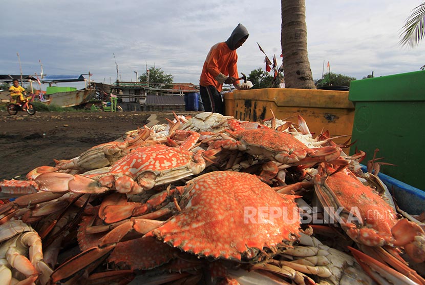 Nelayan mengemas rajungan hasil tangkapannya di Desa Pabean udik, Indramayu, Jawa Barat.