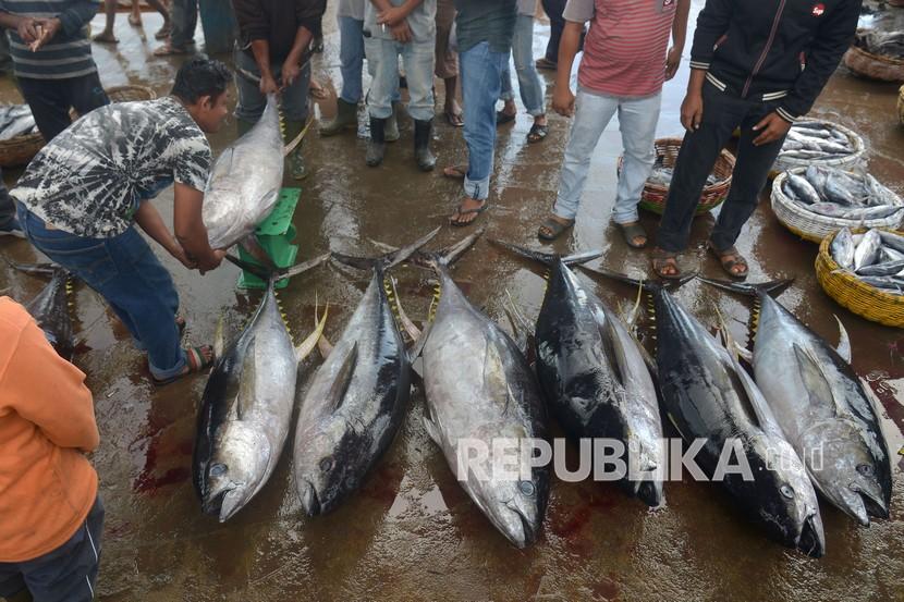 Nelayan menimbang ikan tuna sirip kuning saat berlangsung proses lelang di terminal Pelabuhan Perikanan Samudera Kutaraja, Banda Aceh, Kamis (10/12/2020). Nelayan menyatakan, hasil tangkapan ikan tuna kualitas ekspor tersebut menurun akibat cuaca buruk dan gelombang besar sejak sepekan terakhir, sementera harga penawaran naik dari Rp30.000 menjadi Rp34.000 per kilogram.