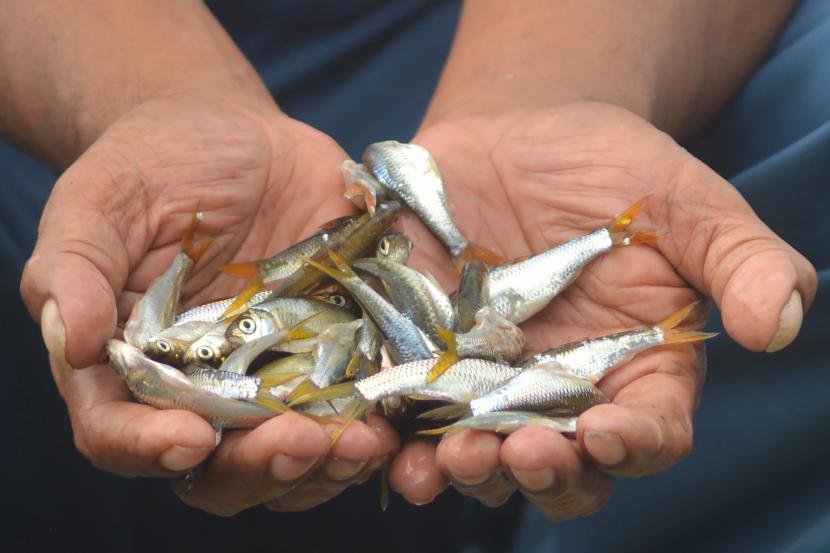317 Unit Bagan di Danau Singkarak Ancam Kelestarian Ikan Bilih. Foto:   Nelayan menunjukkan ikan bilih (Mystacoleucus padangensis) hasil tangkapan menggunakan jala di Danau Singkarak, Nagari Sumpu, Kabupaten Tanah Datar, Sumatera Barat, Sabtu (30/7/2022). 