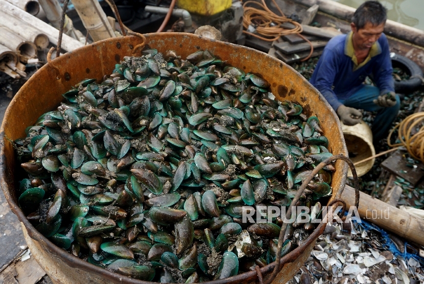 Nelayan menyortir kerang hijau di Kampung Nelayan Muara Angke, Jakarta, Rabu (12/4).