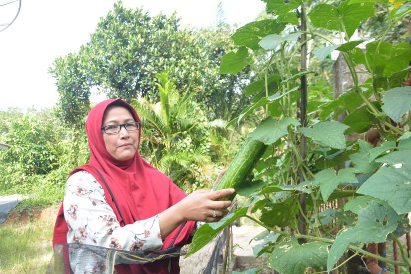 Neng Ani Marlianti, salah satu perempuan yang rajin memanfaatkan pekarangan untuk memenuhi kebutuhan dapur di Muara Enim, Sumatra Selatan. 