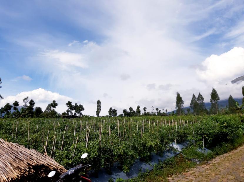 Ngadirejo adalah sentra kawasan sayuran di lereng gunung Sindoro, Kabupaten Temanggung. Di lokasi tersebut terdapat kampung cabai seluas 100 hektare, puncak panen diperkirakan akan terjadi pada Juli mendatang. Diharapkan dapat mencukupi kebutuhan masyarakat ketika Idul Adha. 