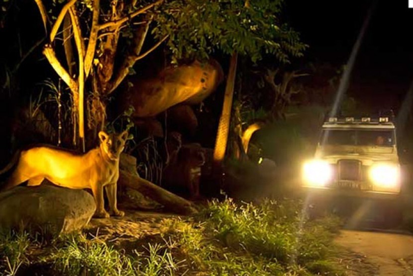 Night Safari. 
