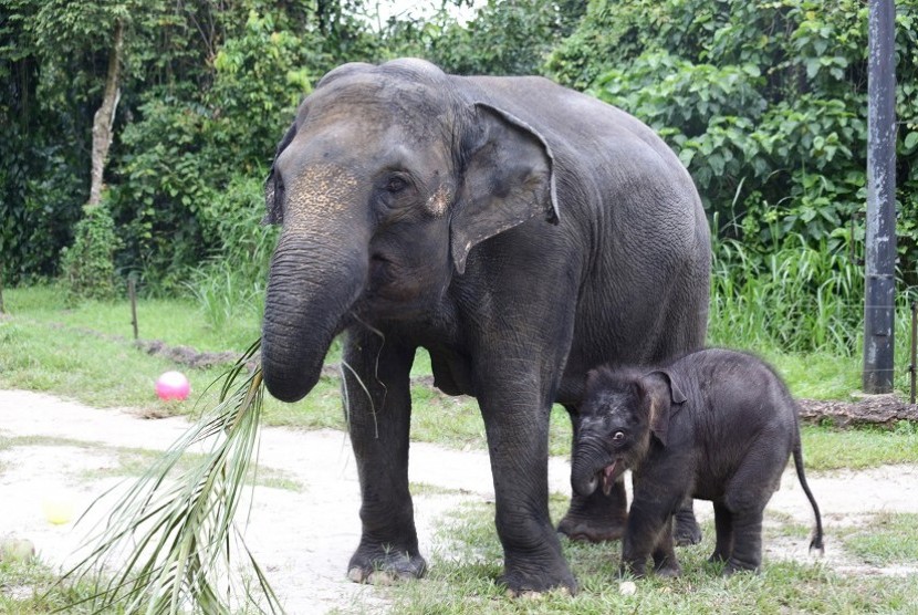 Night Safari Singapura perkenalkan bayi gajah terbaru mereka 