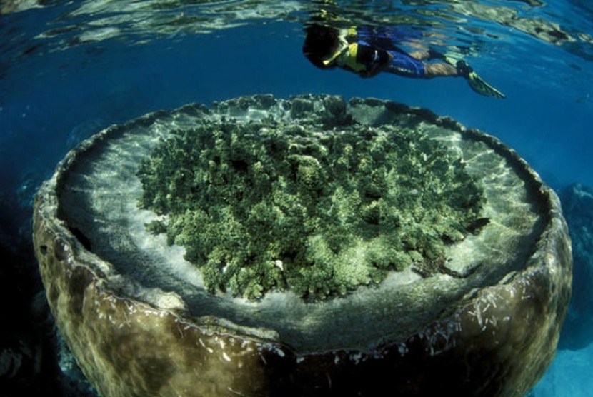 Ningaloo Reef, salah satu lokasi wisata alternatif di pesisir barat laut Australia barat.
