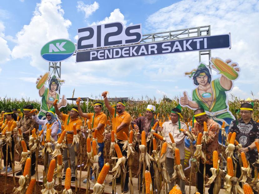 NK Pendekar Sakti, jagung bioteknologi pertama di Indonesia dinantikan petani.