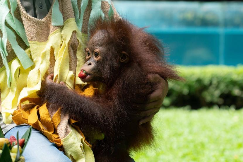 Noa bayi Orang Utan (Pongo Pygmaeus) memakan buah stroberi saat diperlihatkan kepada pengunjung Gembira Loka Zoo di Umbulharjo, Yogyakarta, jumat (3/6/2022). Manajemen objek wisata Gembira Loka (GL) Zoo di Kota Yogyakarta memberlakukan pembatasan di wahana interaksi satwa atau petting zoo.