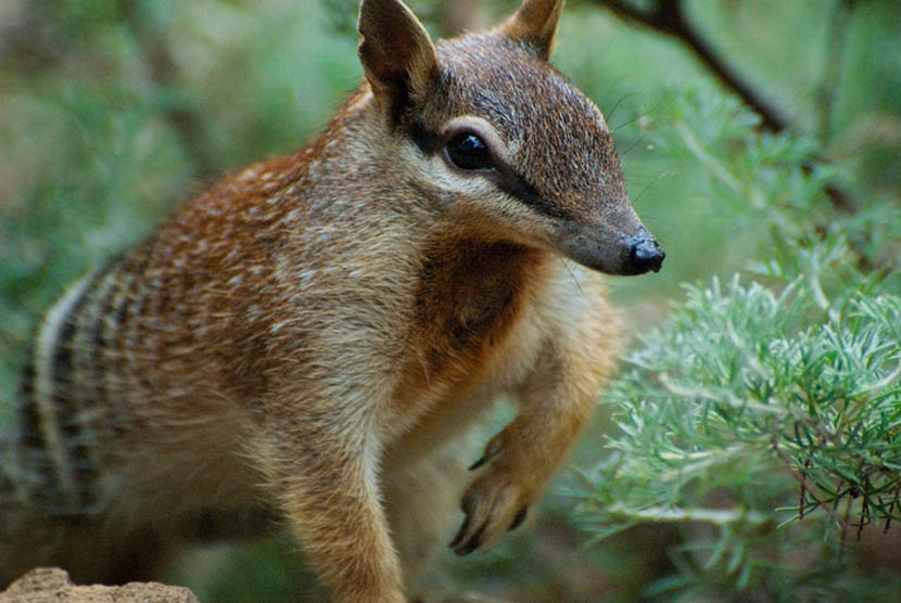 Numbat adalah binatang yang dilindungi di Australia.    (Photo: cc Wikipedia, Helenbella)