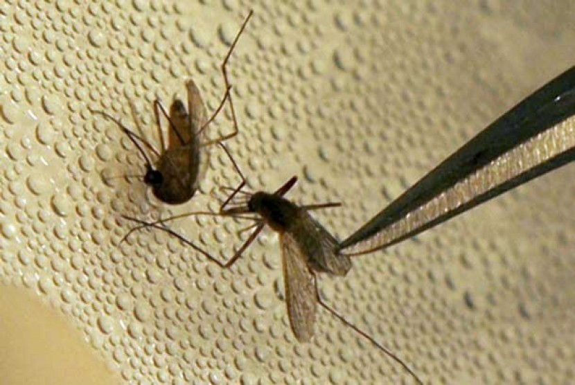 Nyamuk. Nyamuk membantu parasit memasuki tubuh manusia, di mana parasit bisa menyebabkan penyakit yang berbahaya.