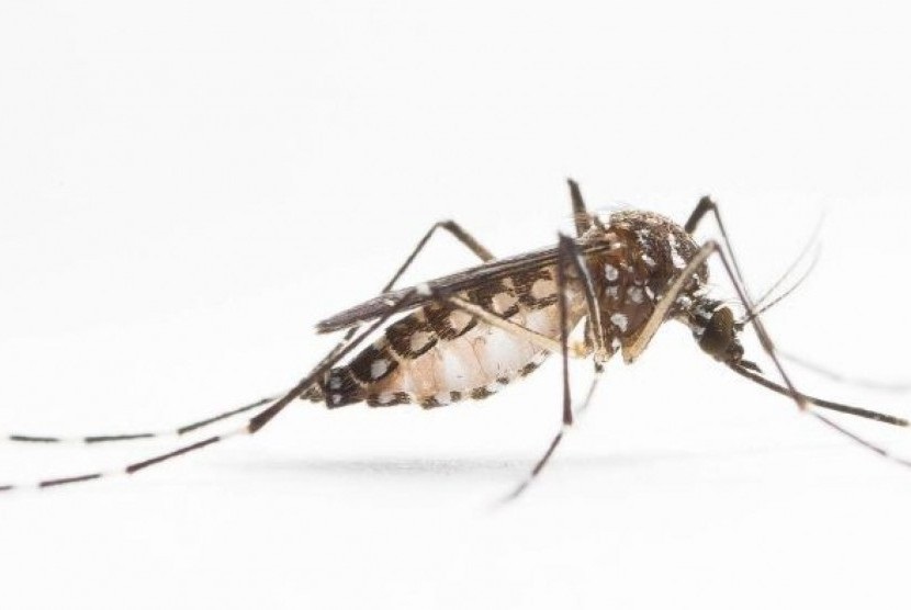 Nyamuk. Departemen Pertanian AS sedang melakukan penelitian untuk menguji secara resmi apakah virus SARS-CoV-2 dapat disebarkan oleh nyamuk atau tidak. 