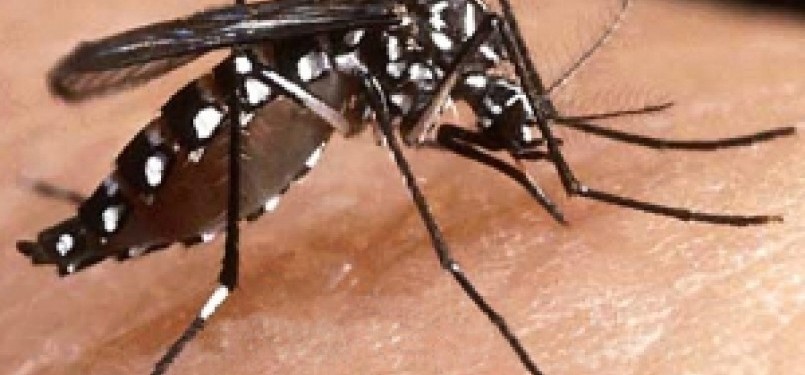 Nyamuk adalah salah satu penyebar penyakit malaria (ilustrasi).