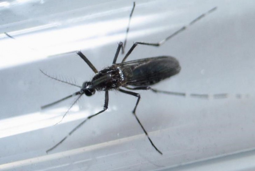 Nyamuk Aedes aegypti, penyebab virus zika.