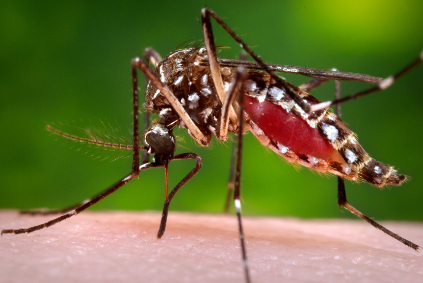 Nyamuk Aedes aegypti. National Atomic Energy Commission Argentina memandulkan nyamuk jantan Aedes aegypti untuk mengendalikan wabah demam berdarah dengue. Argentina dilanda wabah terburuk demam berdarah dalam beberapa tahun terakhir.