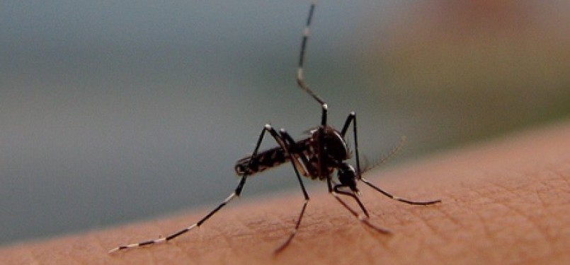 Nyamuk Aedes Aegypti penyebab DBD.