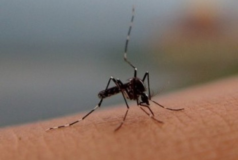 Nyamuk Aedes Aegypti penyebab DBD. (Ilustrasi)