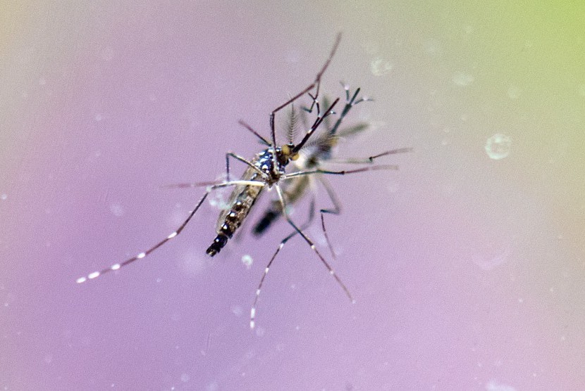 Nyamuk Aedes Aegypti penyebab demam kuning.