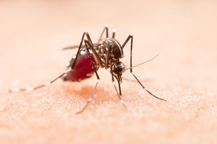 Nyamuk Aedes aegypti sebagai penyebab penyakit DBD. (ilustrasi). Pasien usia sekolah mendominasi kasus penyakit demam berdarah di Madiun.