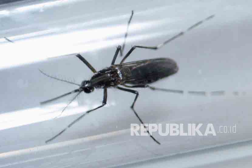 Nyamuk Aedes aegypti terlihat di dalam tabung tes sebagai bagian dari penelitian tentang pencegahan penyebaran virus Zika.