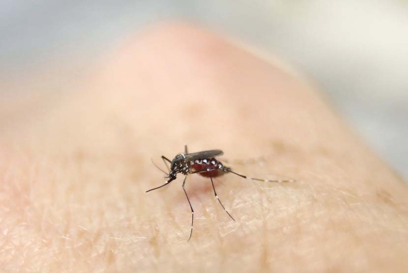 Nyamuk Aedes aegypti juga penyebab Cikungunya. Ilustrasi